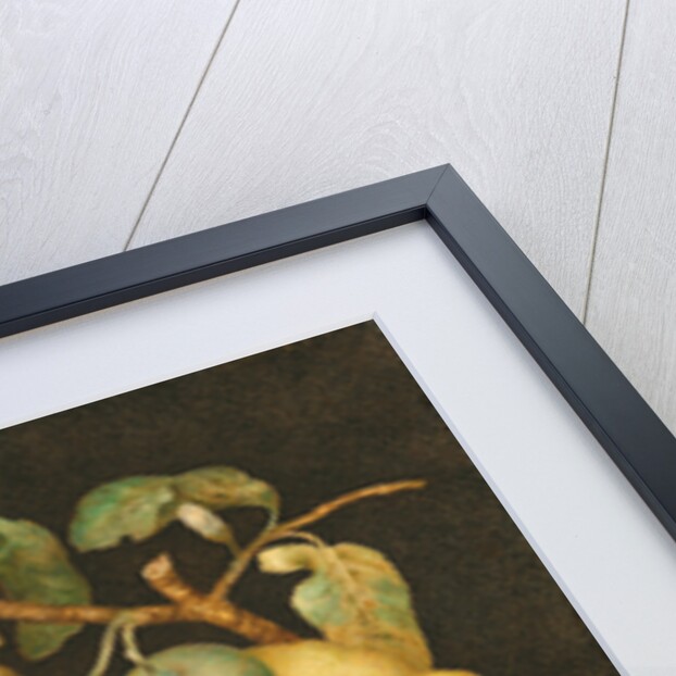 Still Life with a Bowl of Citrons, c.1640 by Giovanna Garzoni