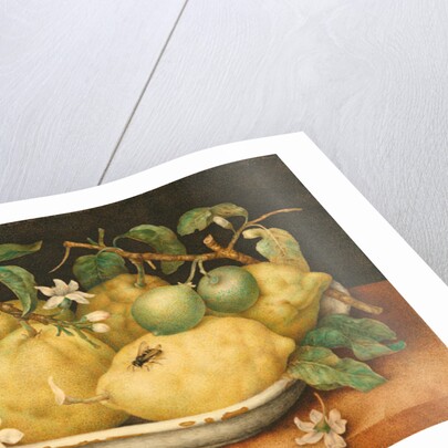 Still Life with a Bowl of Citrons, c.1640 by Giovanna Garzoni