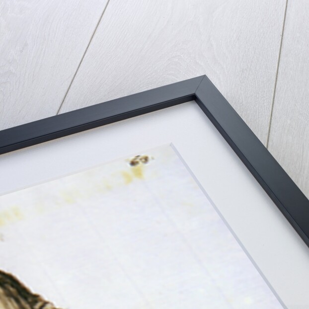 Robes of the Confraternity of the Holy Trinity by Jan van Grevenbroeck