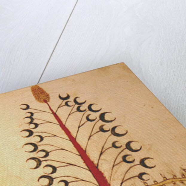 Ms 1591 Fol.13r Herba Lunaria Maggiore by Italian School