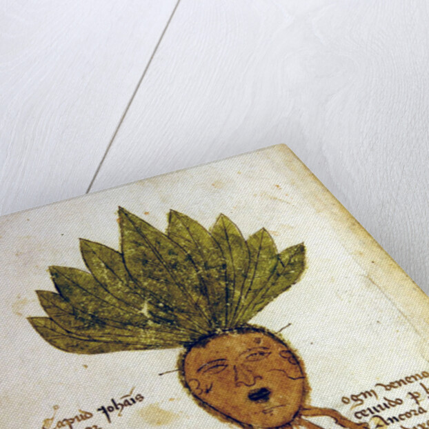 Ms 1591 Fol.18v. Herba Capud Johannis Mazor by Italian School