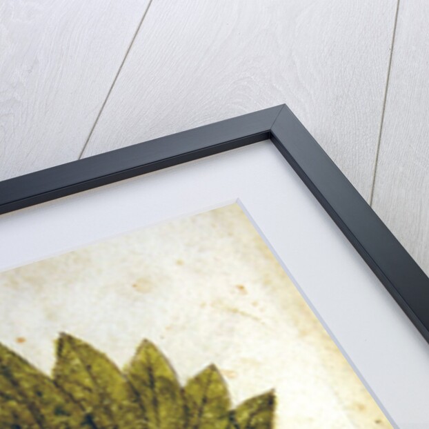 Ms 1591 Fol.18v. Herba Capud Johannis Mazor by Italian School