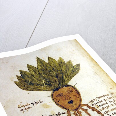 Ms 1591 Fol.18v. Herba Capud Johannis Mazor by Italian School