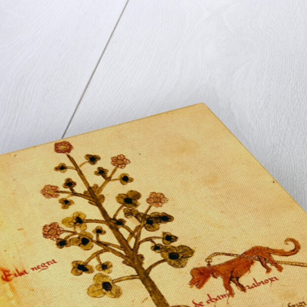 Ms 1591 Fol.38r Herba negra by Italian School