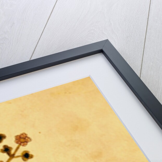 Ms 1591 Fol.38r Herba negra by Italian School