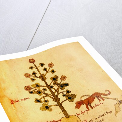 Ms 1591 Fol.38r Herba negra by Italian School