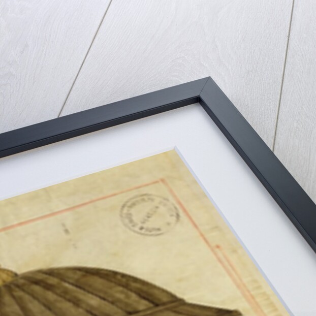 Ms. cicogna 1971 by Islamic School