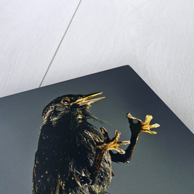 A Secretary Bird: The witch's companion by Anonymous