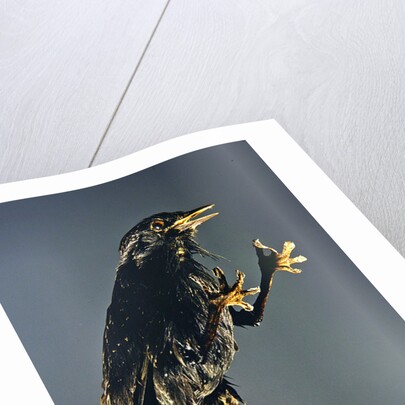 A Secretary Bird: The witch's companion by Anonymous