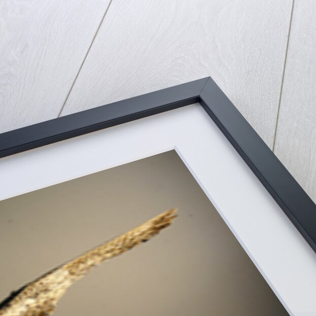 A Harpy by Anonymous