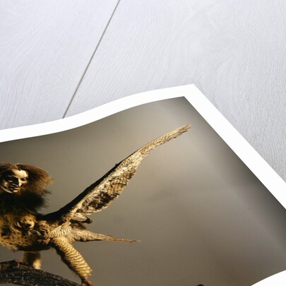 A Harpy by Anonymous