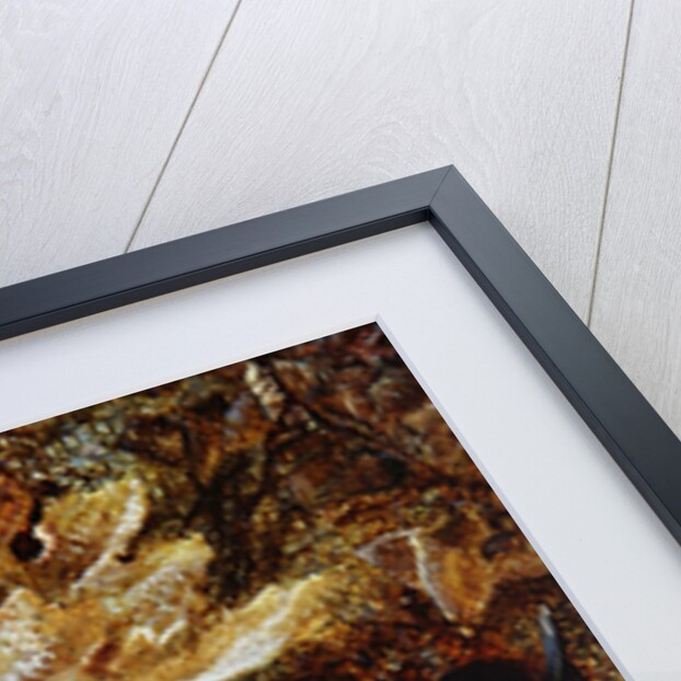 Grapes and Plums by Vincent Clare