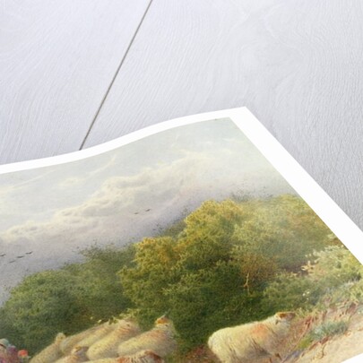 Sheep on the Downs by William W. Gosling