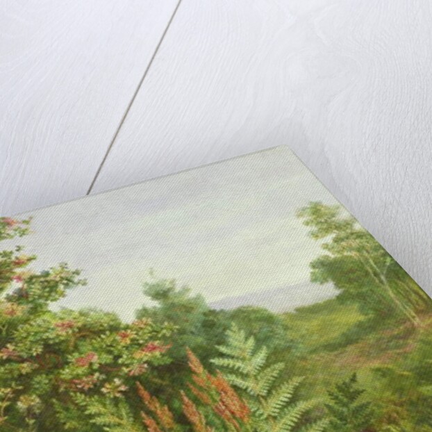 Honeysuckle and Ferns by Albert Durer Lucas