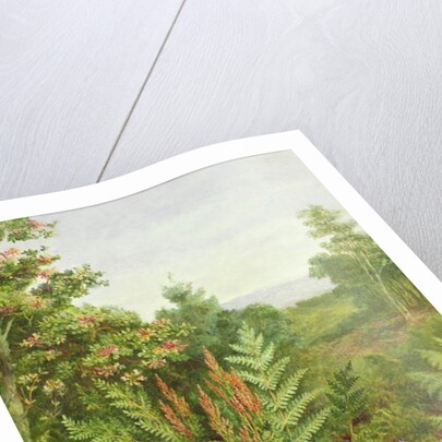 Honeysuckle and Ferns by Albert Durer Lucas