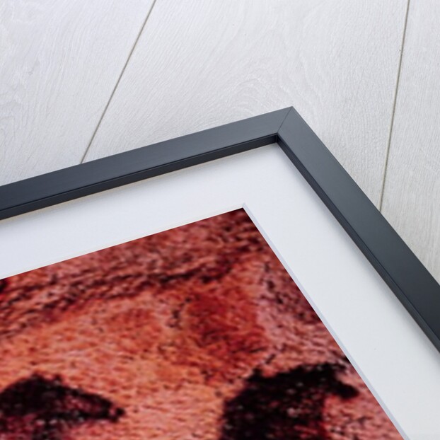 Rock painting of tarpans, c.17000 BC by Prehistoric Prehistoric