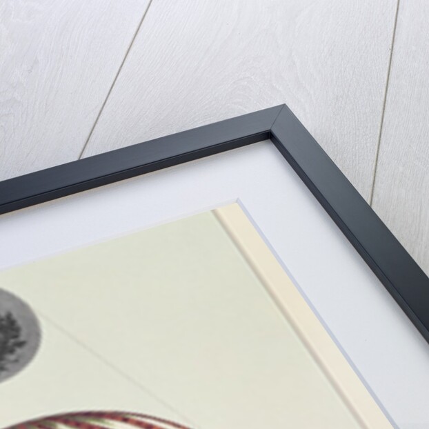 Design for a balloon in honour of Napoleon's coronation, 1804 by Anonymous