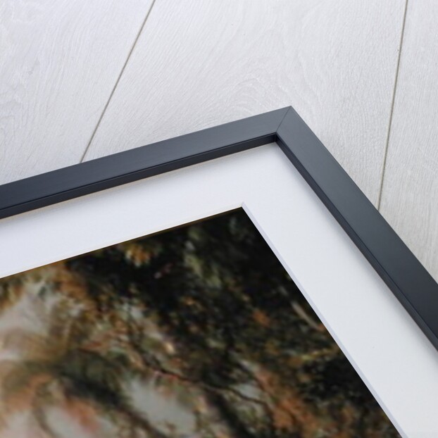 Morning in the Tropics, c.1858 by Frederic Edwin Church