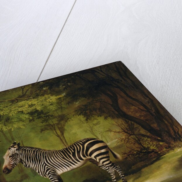 A Zebra, 1763 by George Stubbs