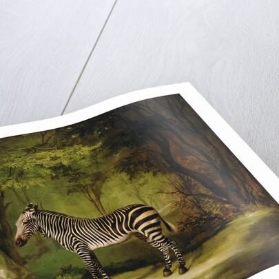 A Zebra, 1763 by George Stubbs