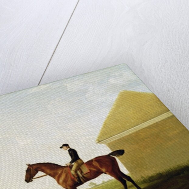 Turf, c.1765 by George Stubbs