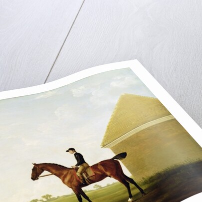 Turf, c.1765 by George Stubbs