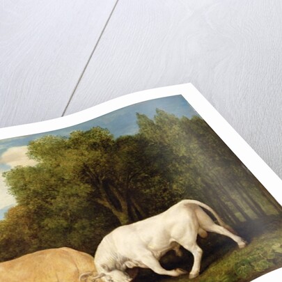 Bulls Fighting, 1786 by George Stubbs