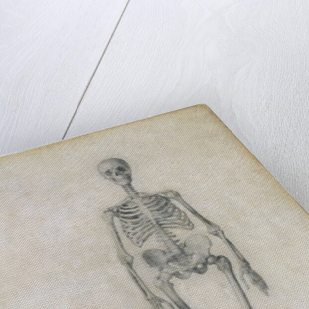 The Human Skeleton, anterior view by George Stubbs