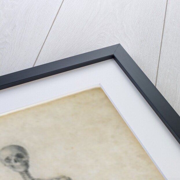 The Human Skeleton, anterior view by George Stubbs