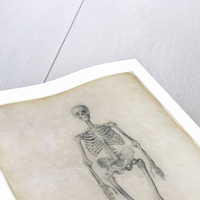 The Human Skeleton, anterior view by George Stubbs
