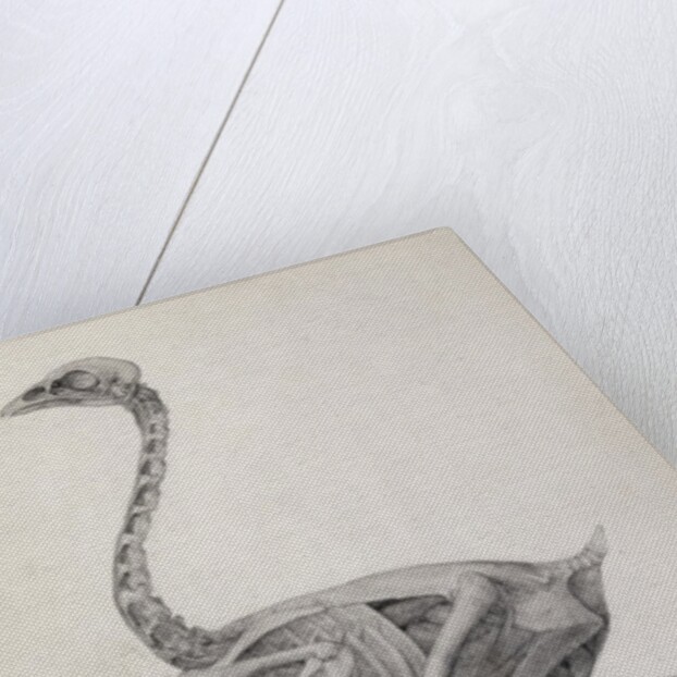 Fowl: Lateral View, Deeply Disecting by George Stubbs