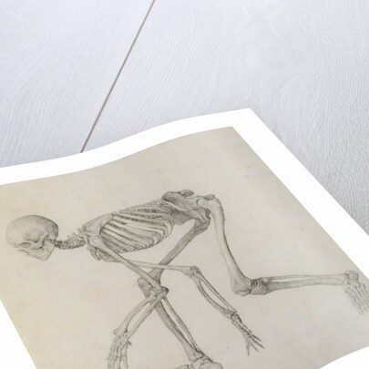 Human Skeleton: Lateral view in Crouching Posture, 18th century by George Stubbs