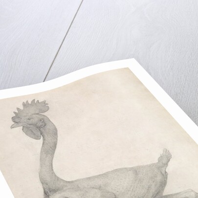 Fowl: Lateral view with Most Feathers Removed by George Stubbs