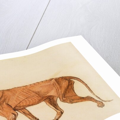 Tiger, Lateral View, Skin Removed by George Stubbs