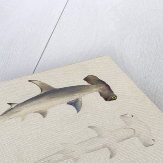 A Hammer-headed Shark, Loheia, formerly attributed to James Bruce by Luigi Balugani