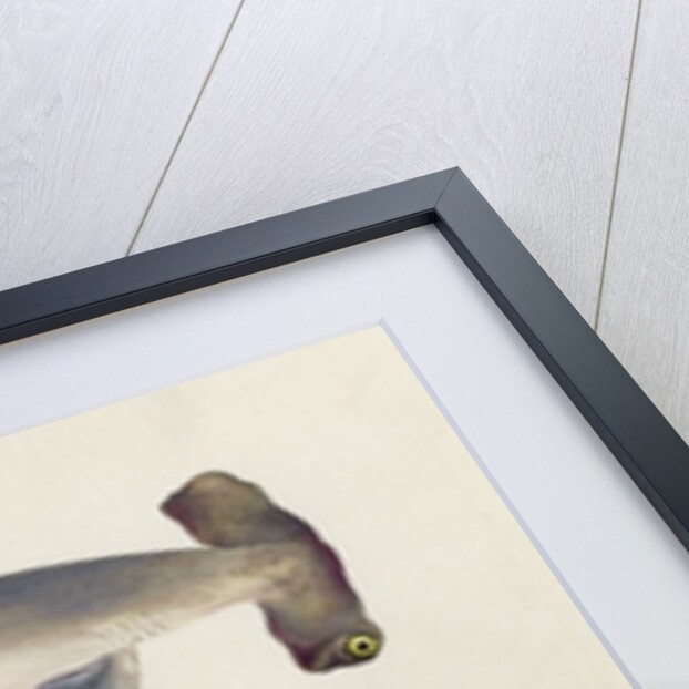 A Hammer-headed Shark, Loheia, formerly attributed to James Bruce by Luigi Balugani