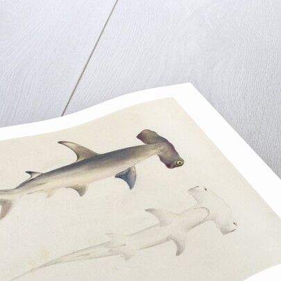 A Hammer-headed Shark, Loheia, formerly attributed to James Bruce by Luigi Balugani