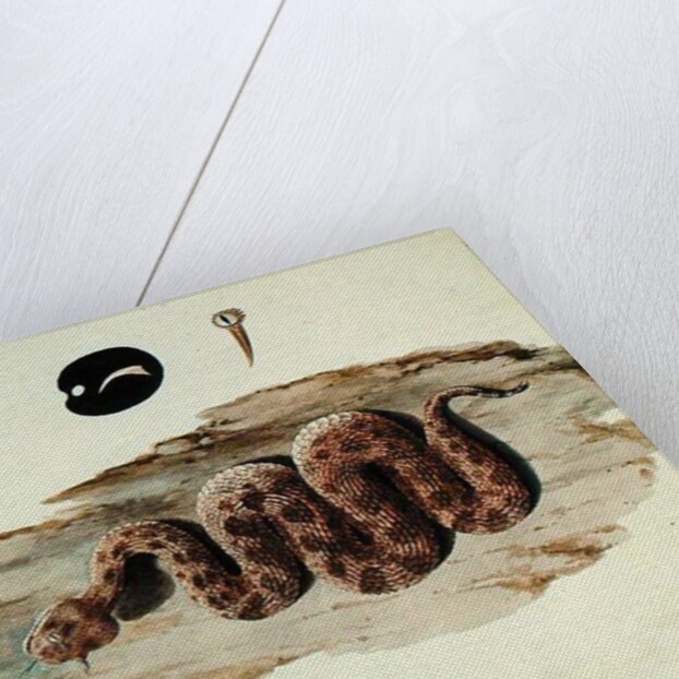 Cerastes: Number One by Luigi Balugani