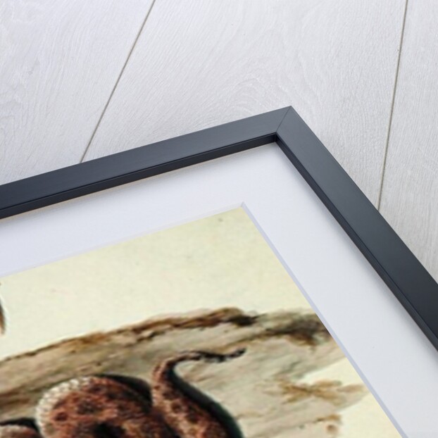 Cerastes: Number One by Luigi Balugani