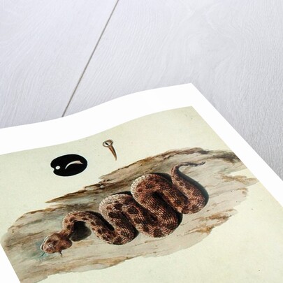 Cerastes: Number One by Luigi Balugani