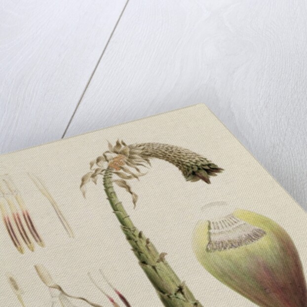 Ensete No. 10, formerly attributed to James Bruce by Luigi Balugani