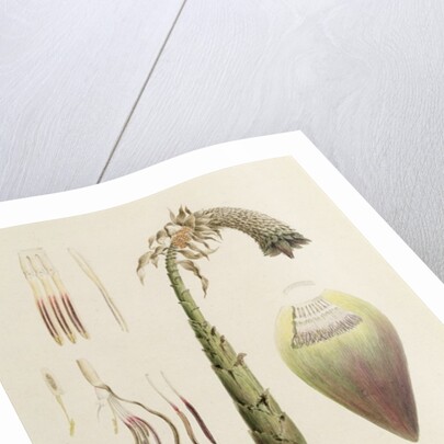 Ensete No. 10, formerly attributed to James Bruce by Luigi Balugani