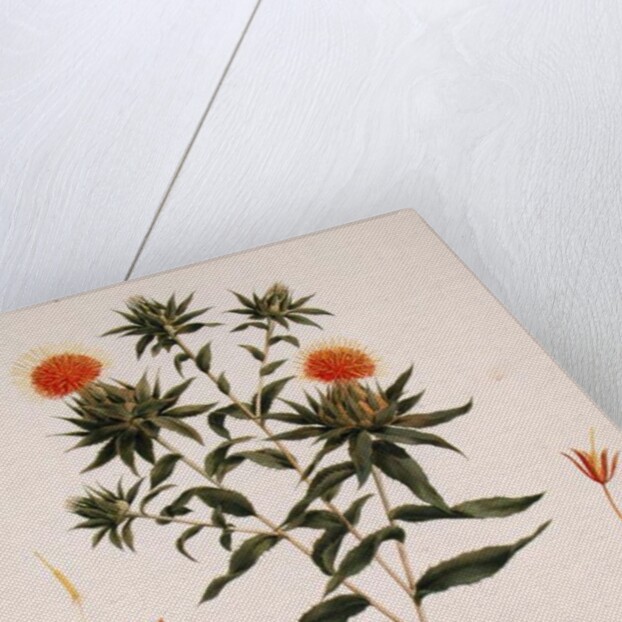 Sussa formerly attributed to James Bruce by Luigi Balugani