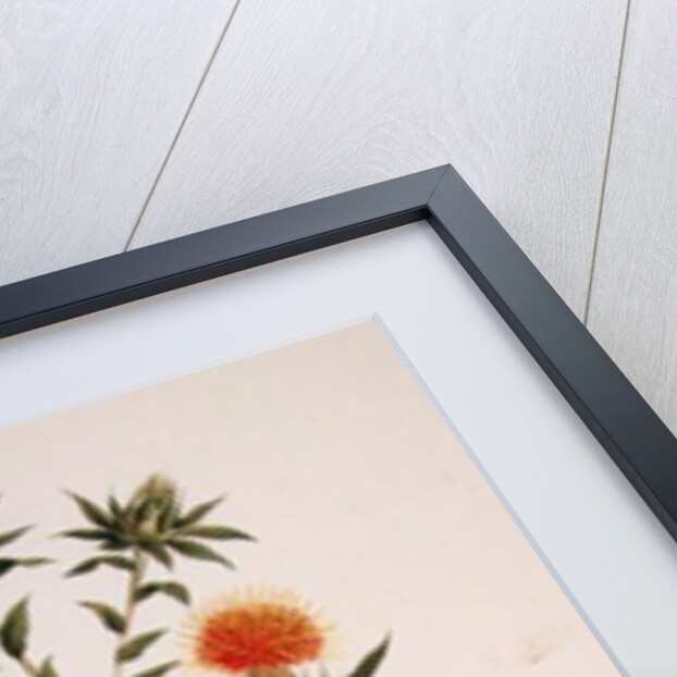 Sussa formerly attributed to James Bruce by Luigi Balugani