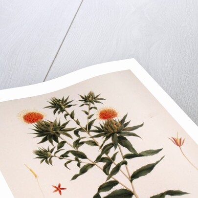 Sussa formerly attributed to James Bruce by Luigi Balugani