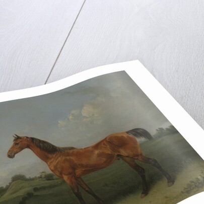 A Bay Horse in a Field by Edmund Bristow