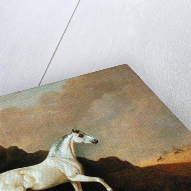 A Grey Arab Stallion in a Desert Landscape by John Boultbee