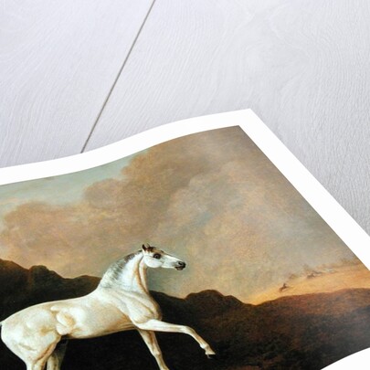 A Grey Arab Stallion in a Desert Landscape by John Boultbee