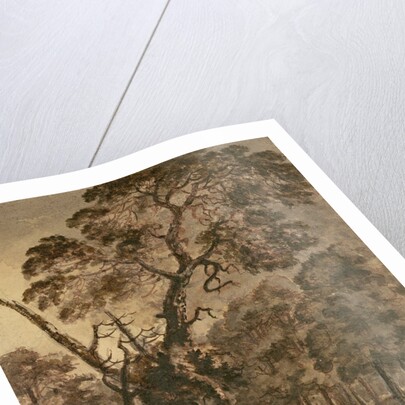 Forest Scene, A Giant Scots Fir and Forest Glade, 1771 by Rev. William Gilpin