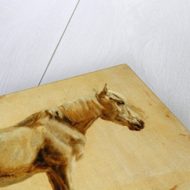 Study of a Grey Horse by Jacques-Laurent Agasse